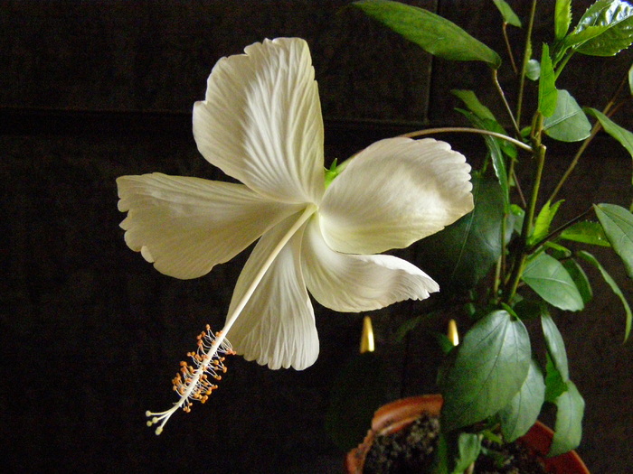 Hibiscus - Flori interior 2011