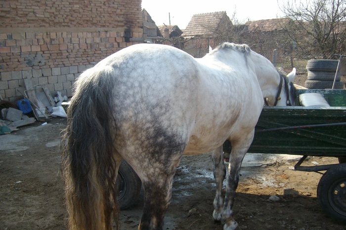 12396_SANY0508 - cei mai frumosi caii