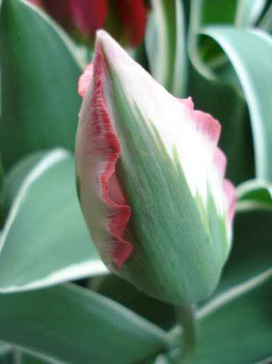 Tulipa Esperanto (2011, May 01)