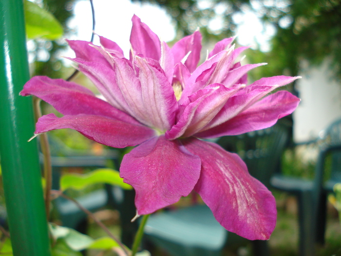 DSC03691 - Clematis 2011