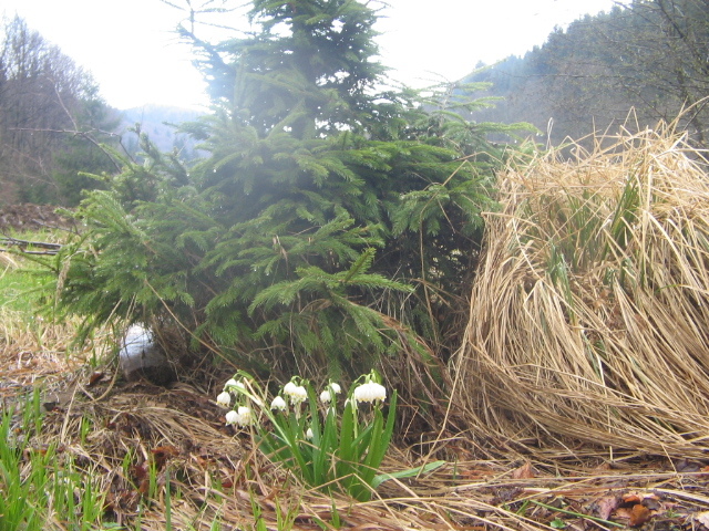 IMG_3986; Vestitorii primăverii
