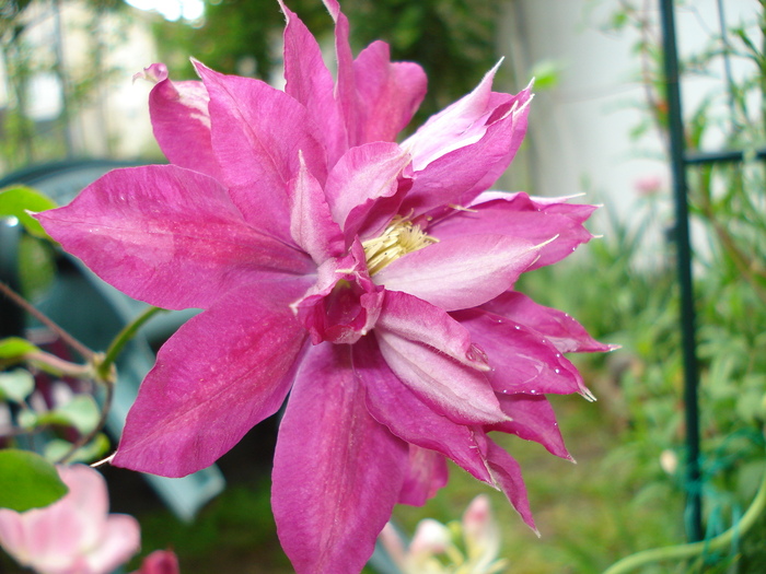"Fireflame", 02.05.2011 - Clematis 2011