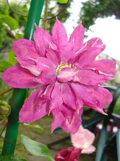 DSC03783 - Clematis 2011