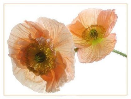 46d7ea1faf0a65.52411650frogview-gallery[1]