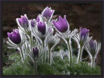 46d7ea20c5ca21.66464585frogview-gallery[1]