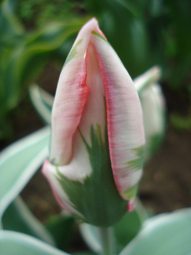 Tulipa Esperanto (2011, May 02)