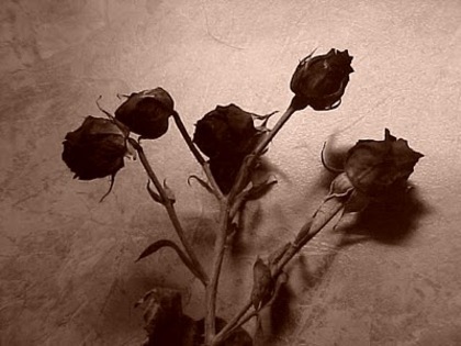 rose[1]