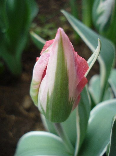 Tulipa Esperanto (2011, May 02) Tulipa Esperanto (2011, May 02)