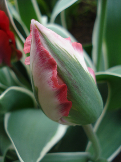 Tulipa Esperanto (2011, May 02)