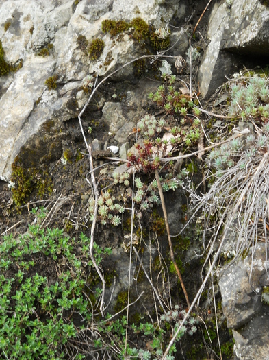 le vreau in curte la mine; flori de piatra
