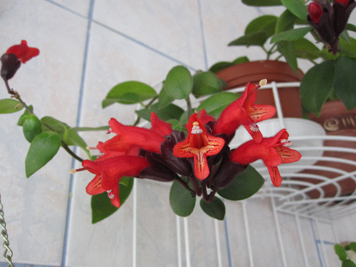 2 mai 2011 - AESCHYNANTHUS