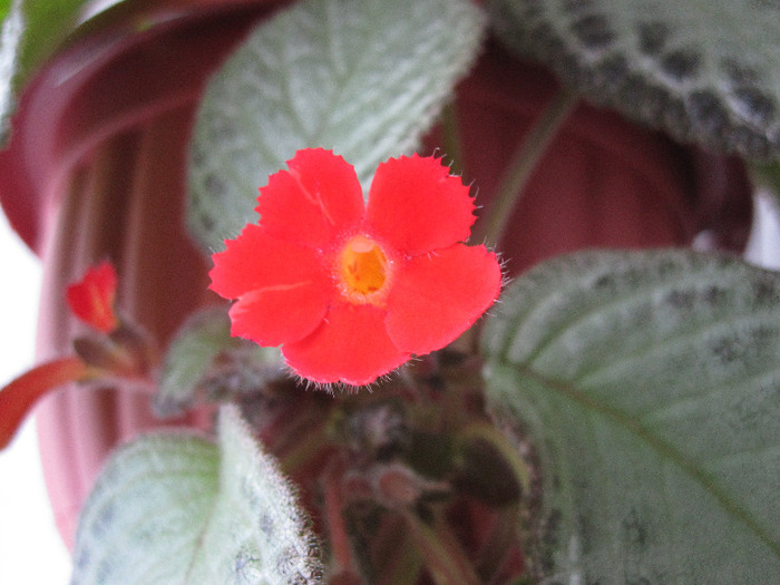 2 mai 2011-episcia