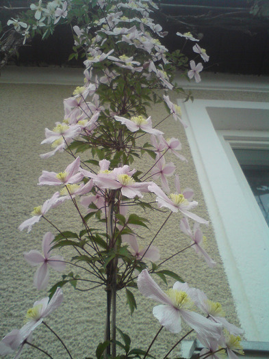 clematis  roz - FLORILE  ANULUI  2011