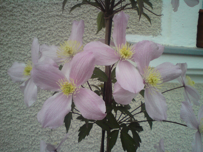 DSC00339 - FLORILE  ANULUI  2011