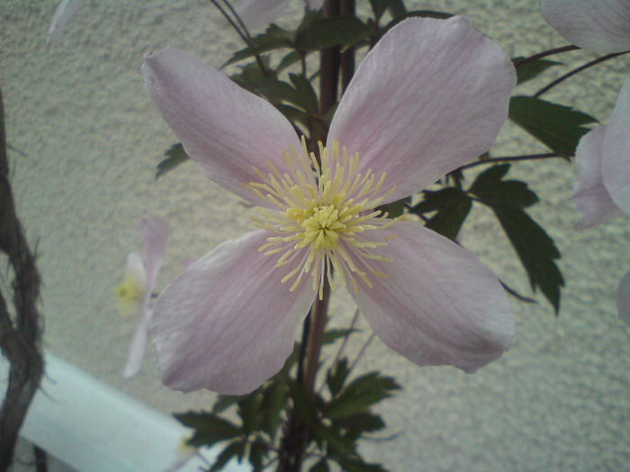 DSC00341 - FLORILE  ANULUI  2011