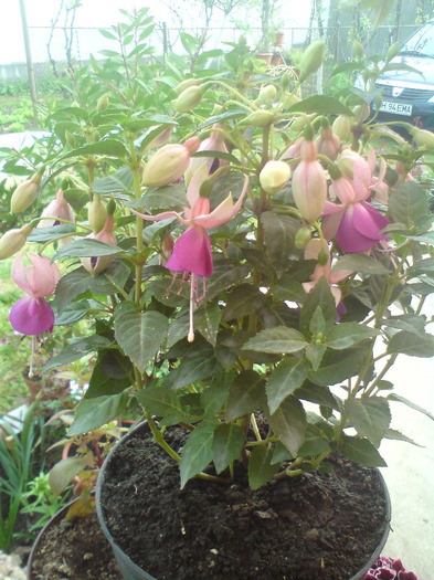DSC00342 - FLORILE  ANULUI  2011