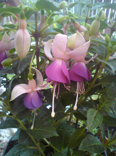 DSC00343 - FLORILE  ANULUI  2011