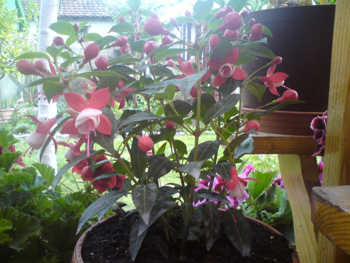 DSC00344 - FLORILE  ANULUI  2011