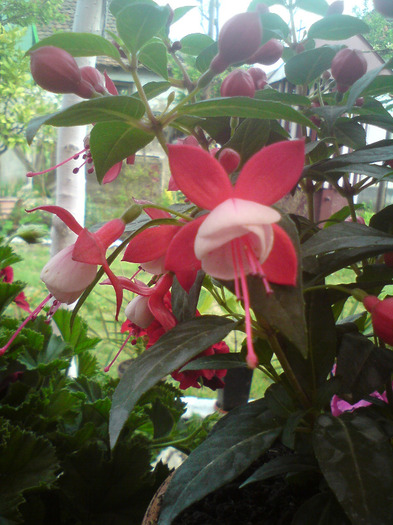 DSC00345 - FLORILE  ANULUI  2011