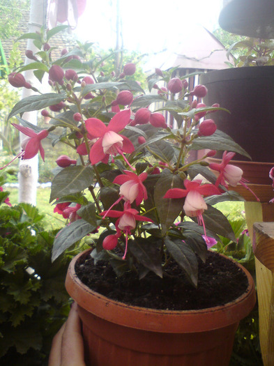 DSC00346 - FLORILE  ANULUI  2011