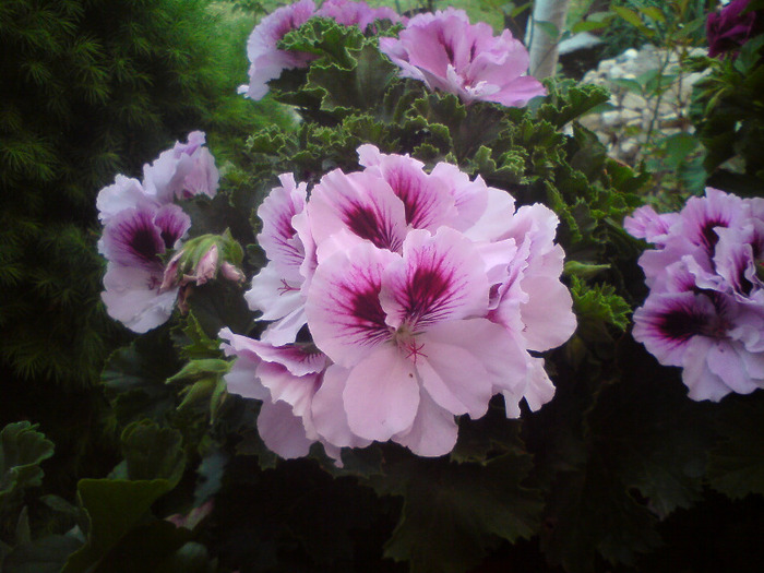 DSC00354 - FLORILE  ANULUI  2011