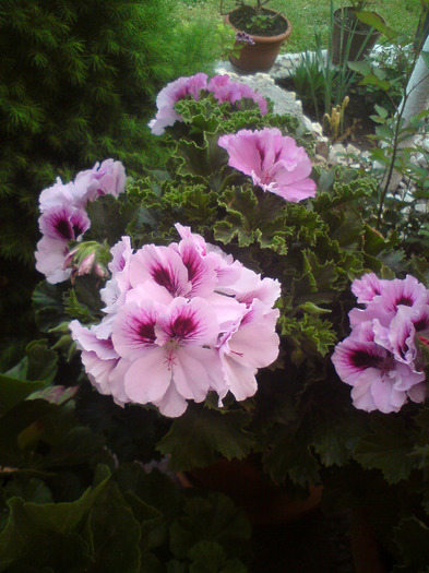 DSC00355 - FLORILE  ANULUI  2011