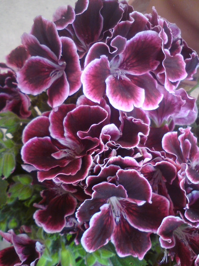 DSC00357 - FLORILE  ANULUI  2011