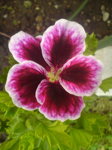 DSC00368 - FLORILE  ANULUI  2011