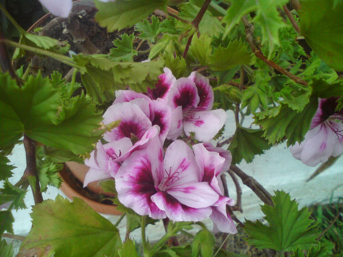 DSC00365 - FLORILE  ANULUI  2011