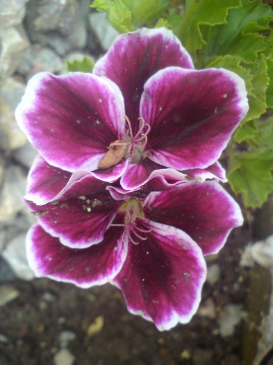 DSC00364 - FLORILE  ANULUI  2011