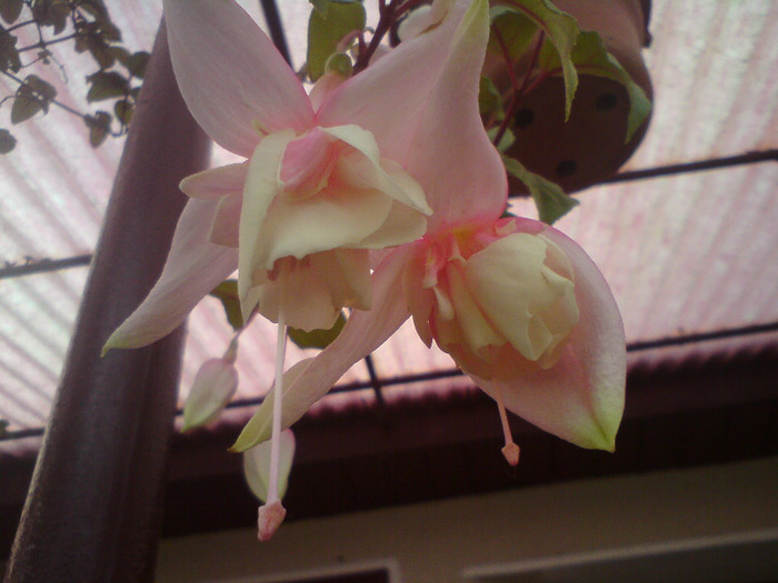 DSC00371 - FLORILE  ANULUI  2011