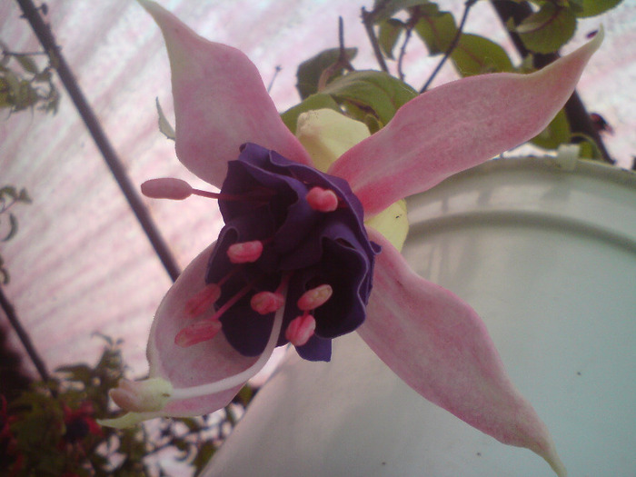 DSC00373 - FLORILE  ANULUI  2011