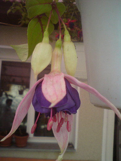 DSC00374 - FLORILE  ANULUI  2011