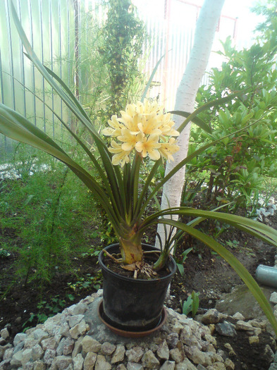 CLIVIA  CREM