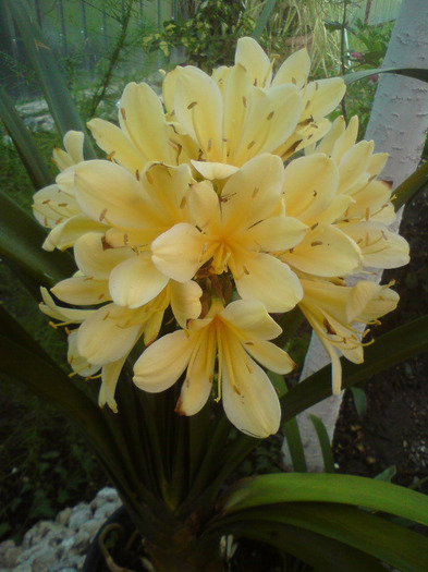 CLIVIA  CREM - FLORILE  ANULUI  2011