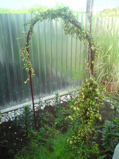 DSC00379 - FLORILE  ANULUI  2011