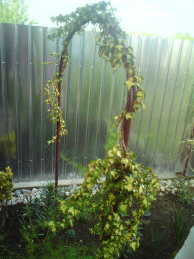 DSC00381 - FLORILE  ANULUI  2011