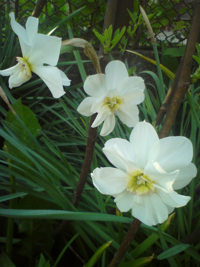 DSC00391 - FLORILE  ANULUI  2011