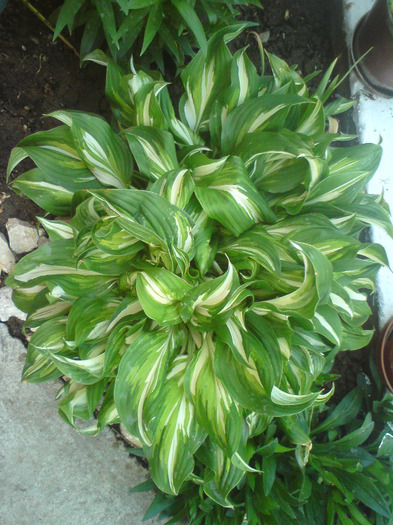 DSC00384 - FLORILE  ANULUI  2011