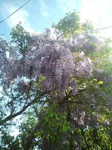 glicina  mov - FLORILE  ANULUI  2011