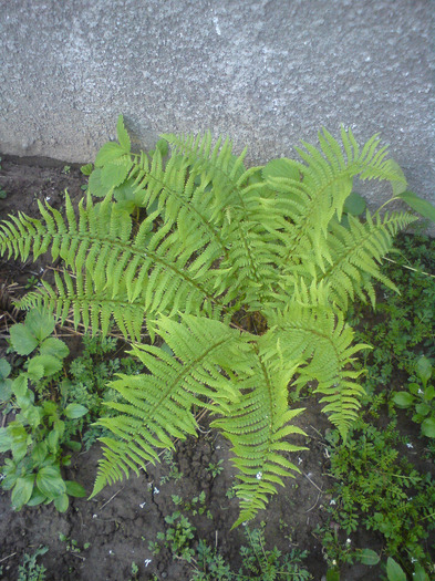 DSC00392 - FLORILE  ANULUI  2011