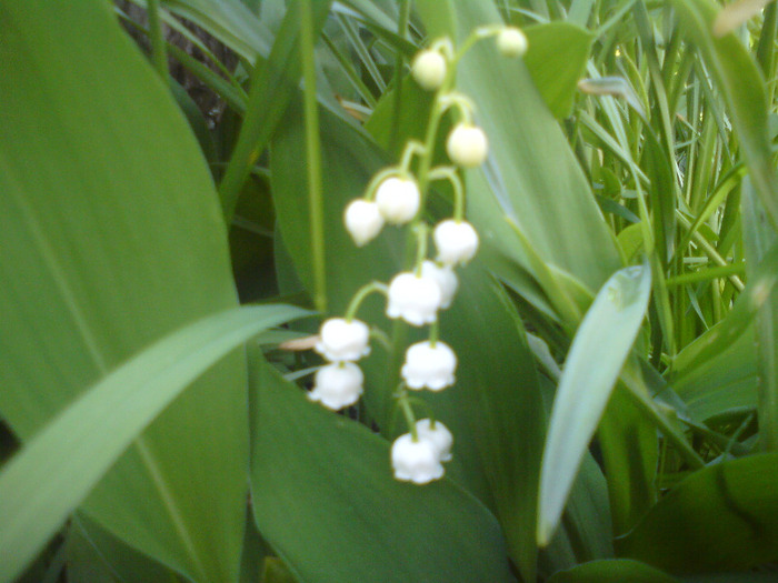 DSC00398 - FLORILE  ANULUI  2011