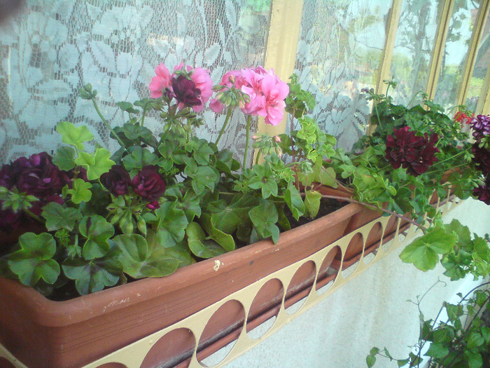 DSC00399 - FLORILE  ANULUI  2011