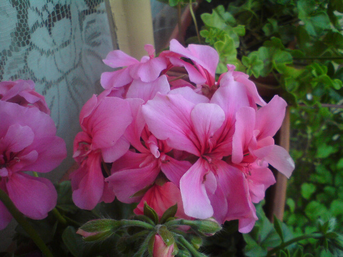 DSC00401 - FLORILE  ANULUI  2011