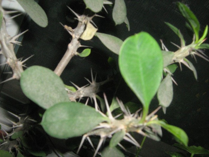 IMG_4951 - Euphorbia Milli