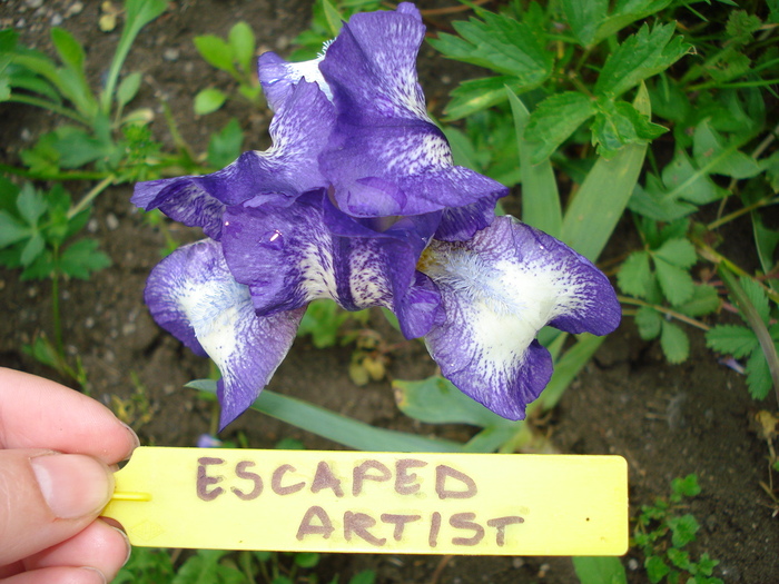 DSC03868 - Escaped Artist