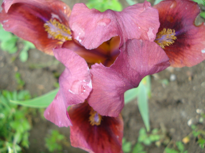 14. "Lady in Red", 02.05.2011