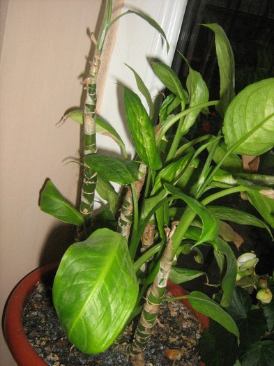 Dieffenbachia - alte plante de interior