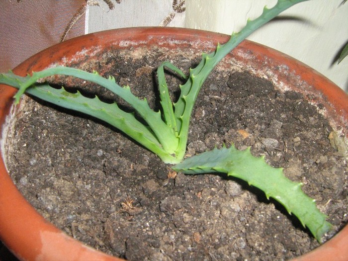 aloe boomi - alte plante de interior