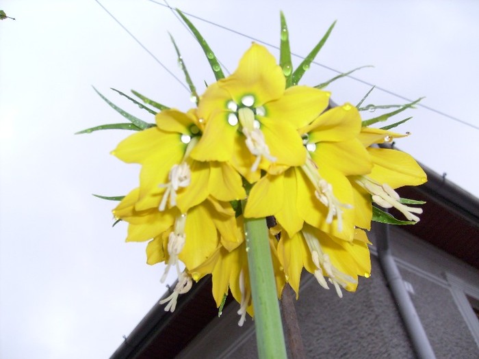 Fritillaria Imperialis Maxima Lutea; laleaua imperial galbena vazuta de jos
